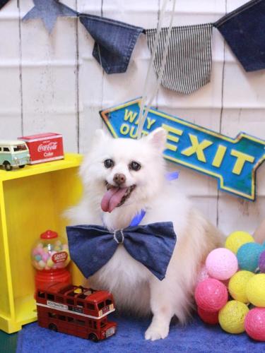 20230427キナコちゃん